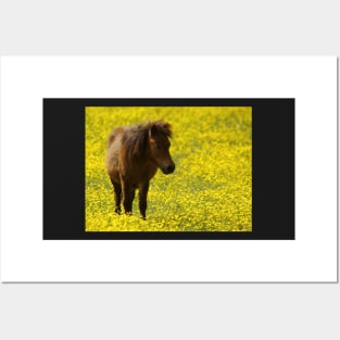 shetland pony in a meadow of butter cups Posters and Art